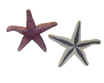 仿真海星